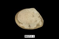 藏品(櫻蛤)的圖片